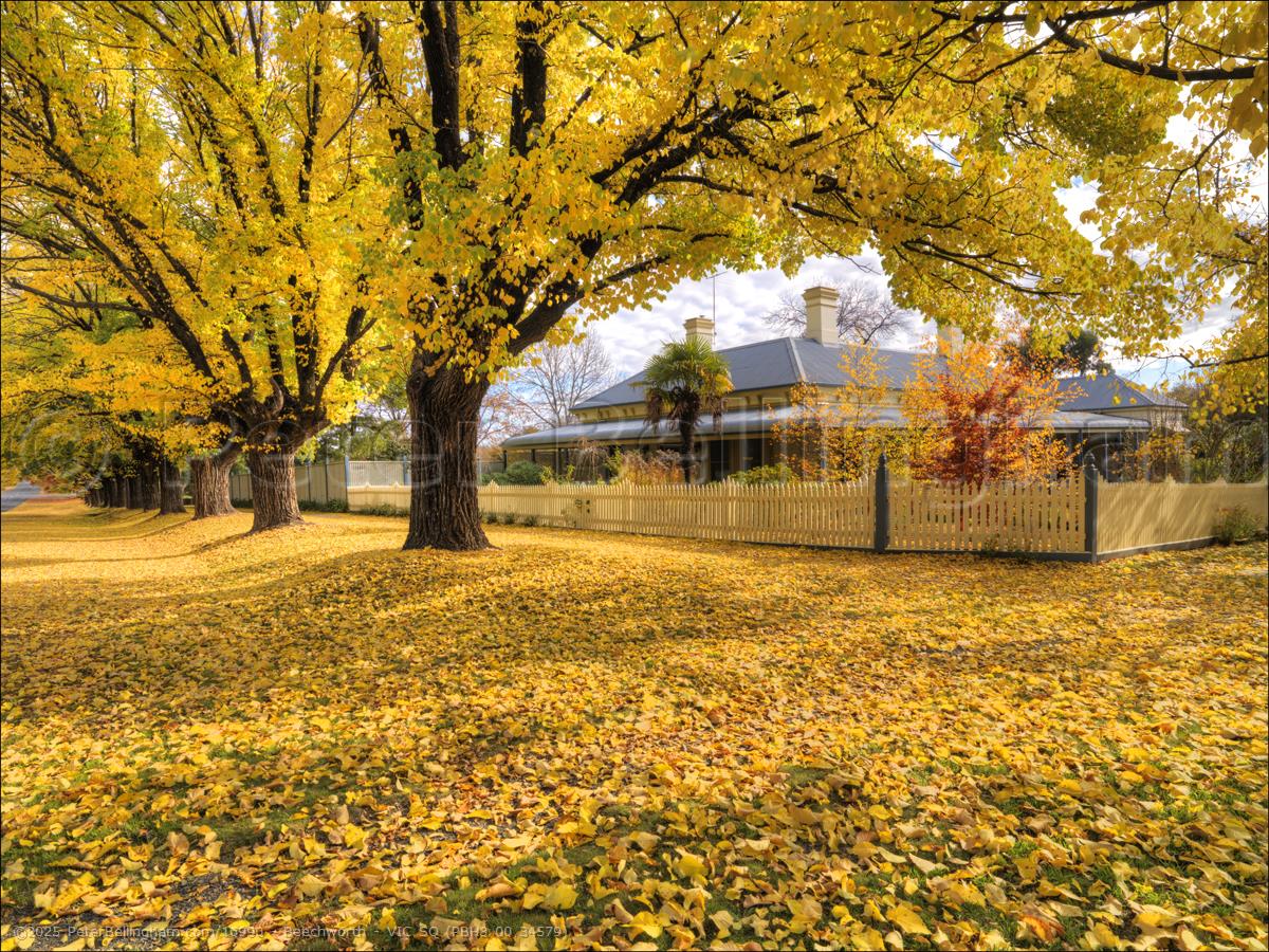 Peter Bellingham Photography Beechworth - VIC SQ (PBH3 00 34579)